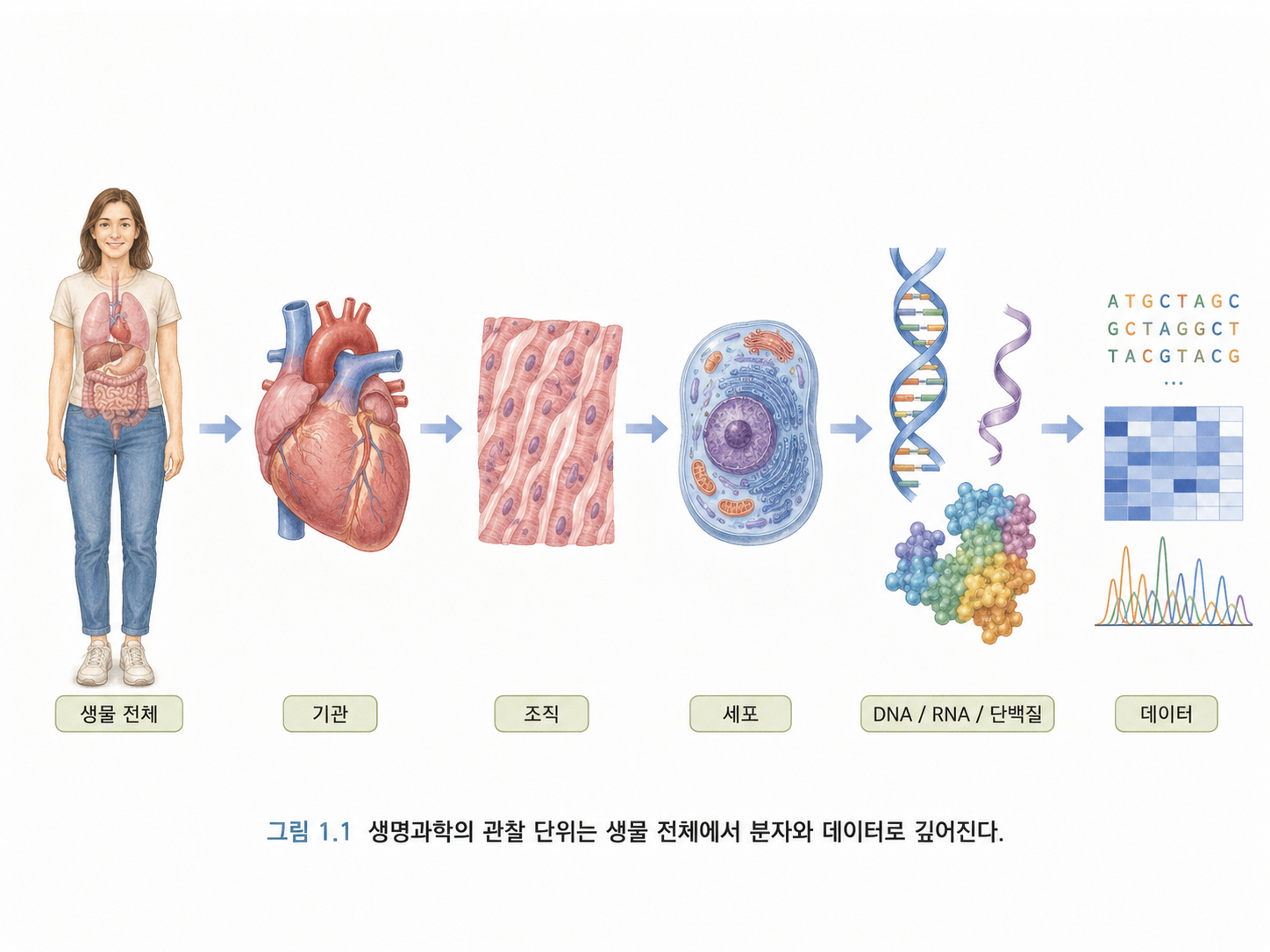 그림 1.1 생명과학의 관점은 생물 전체에서 분자와 데이터로 깊어진다