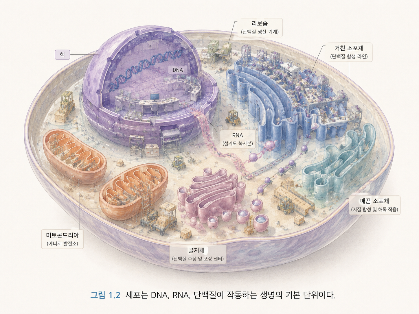 그림 1.2 세포는 DNA, RNA, 단백질이 작동하는 생명의 기본 단위이다