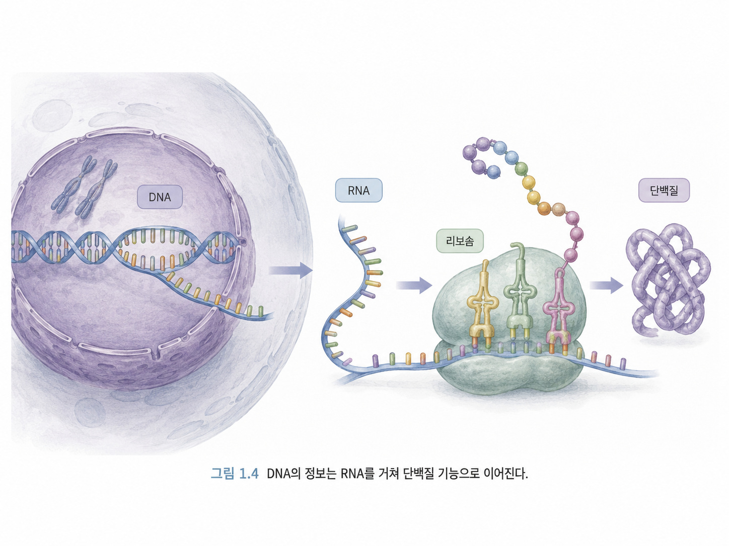 그림 1.4 DNA 정보는 RNA를 거쳐 단백질 기능으로 이어진다