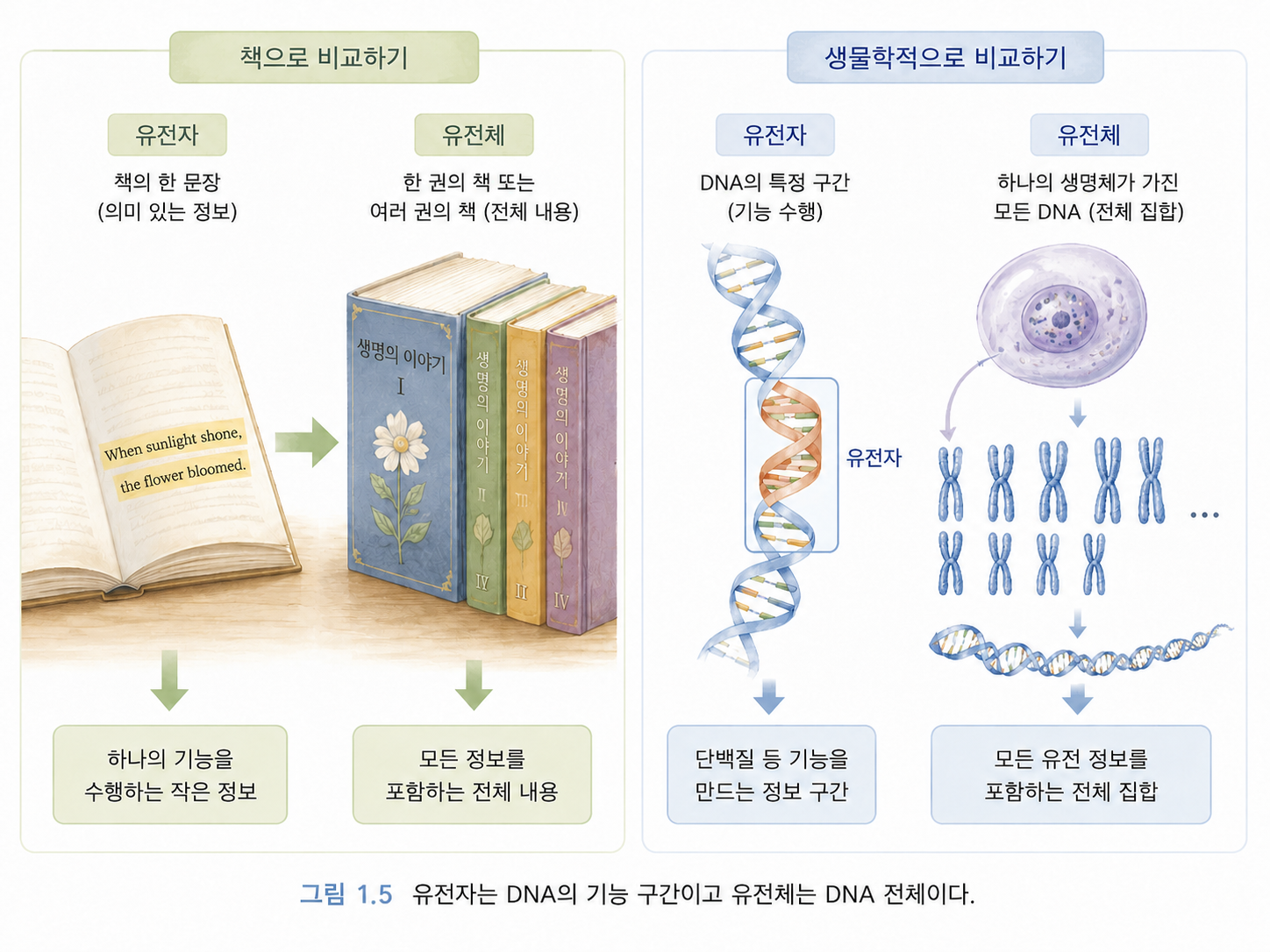 그림 1.5 유전자는 DNA의 기능 구간이고 유전체는 DNA 전체이다