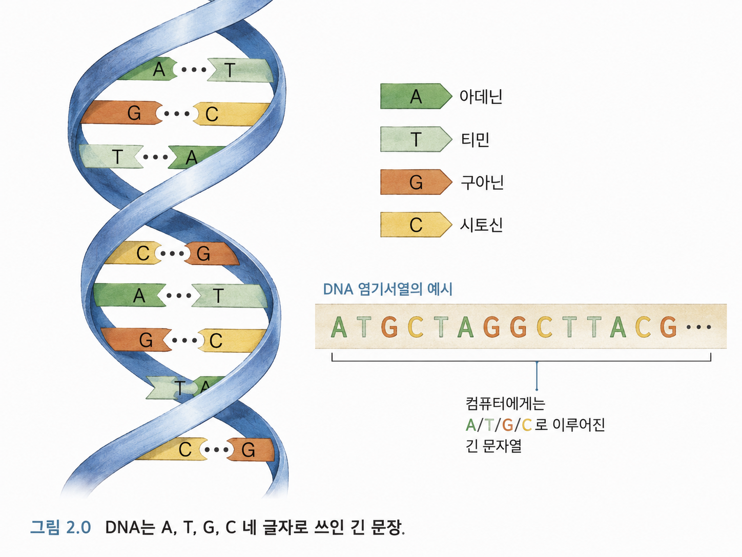 그림 2.0 DNA는 네 글자로 이루어진 긴 생명 정보 문장이다