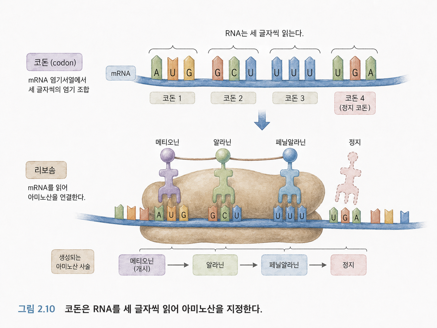 그림 2.10 코돈은 RNA를 세 글자씩 읽어 아미노산을 지정하는 암호이다
