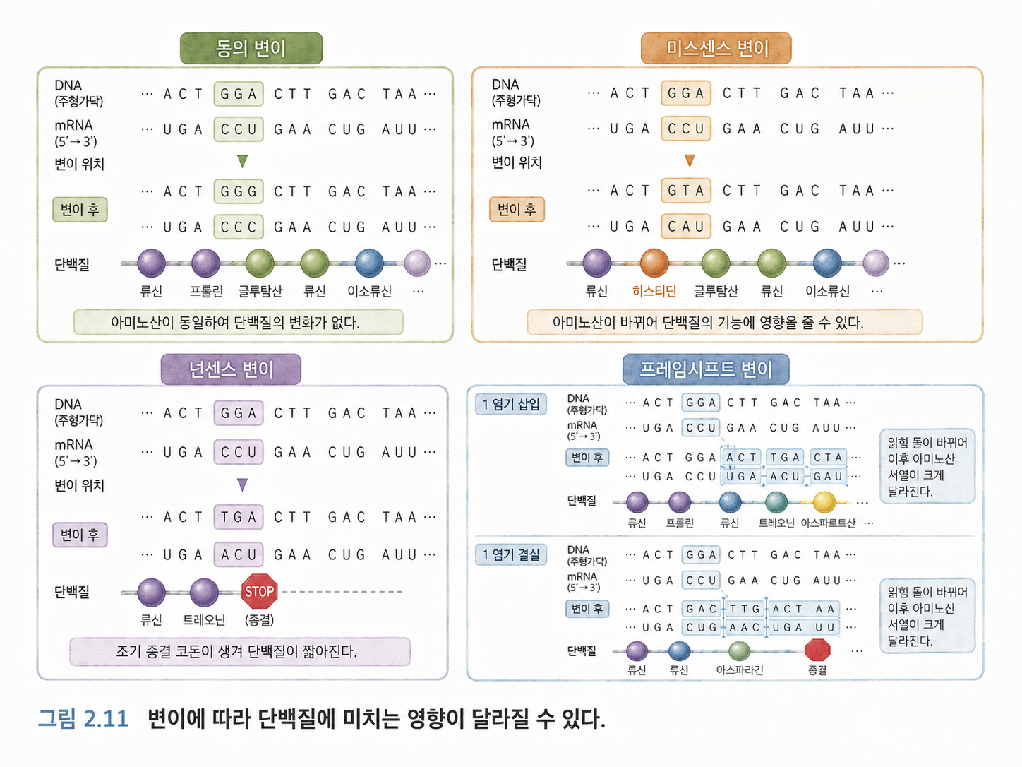 그림 2.11 변이는 단백질의 아미노산 서열과 기능을 바꿀 수 있다
