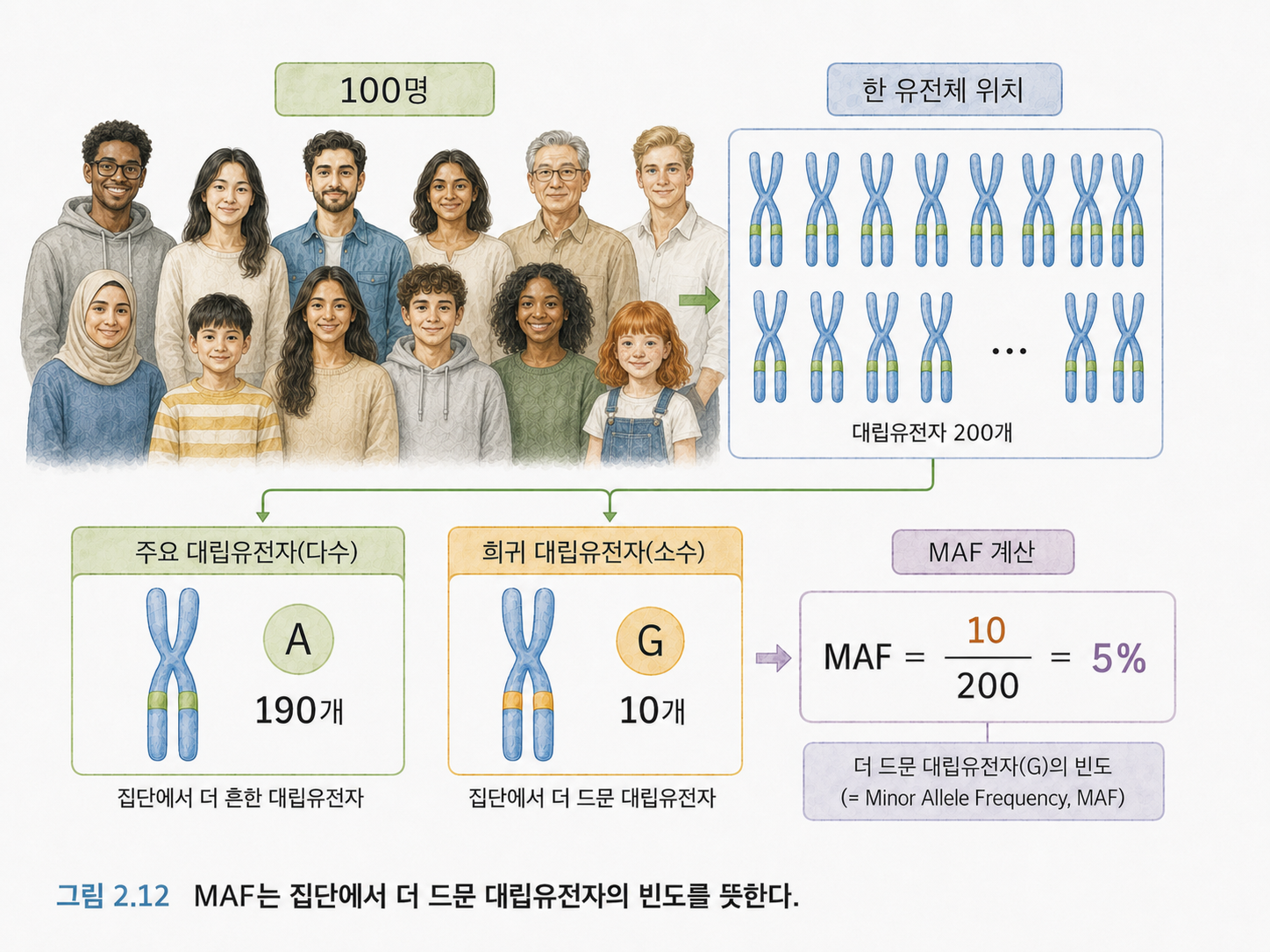 그림 2.12 MAF는 집단에서 더 드문 대립유전자의 빈도이다