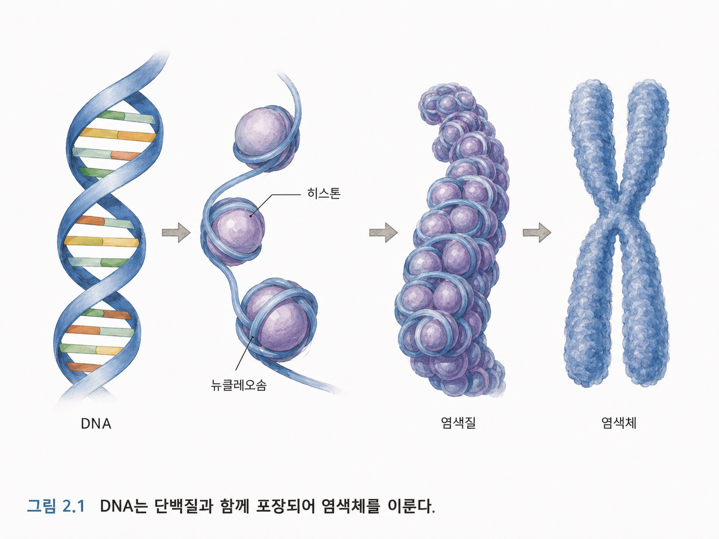 그림 2.1 긴 DNA는 세포핵 안에서 염색체로 포장된다