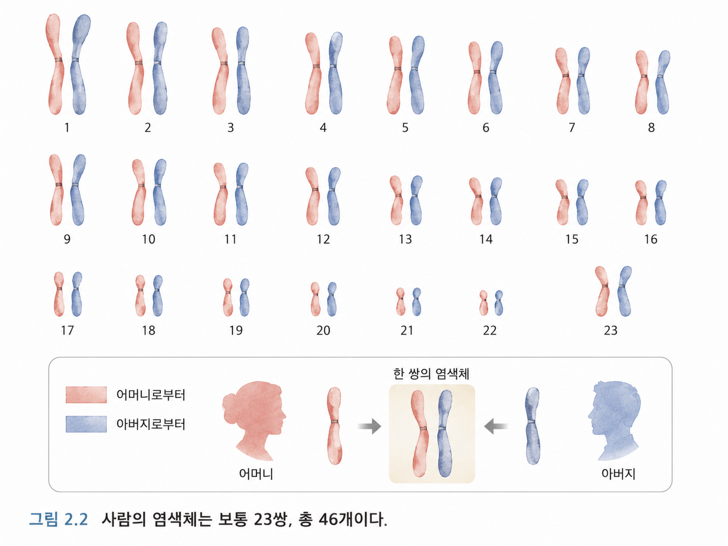 그림 2.2 핵형은 염색체의 수와 모양을 한눈에 정리한 것이다