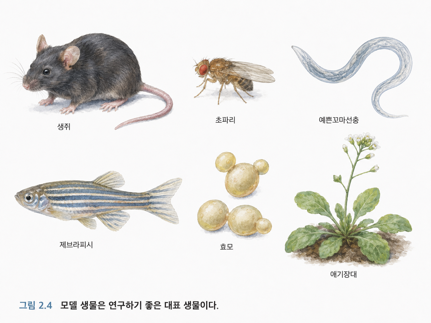 그림 2.4 모델 생물은 연구하기 좋은 대표 생물이다