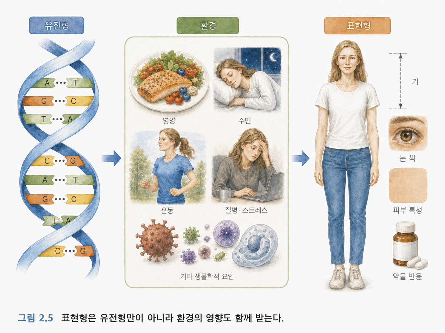 그림 2.5 유전형과 환경은 함께 표현형을 만든다