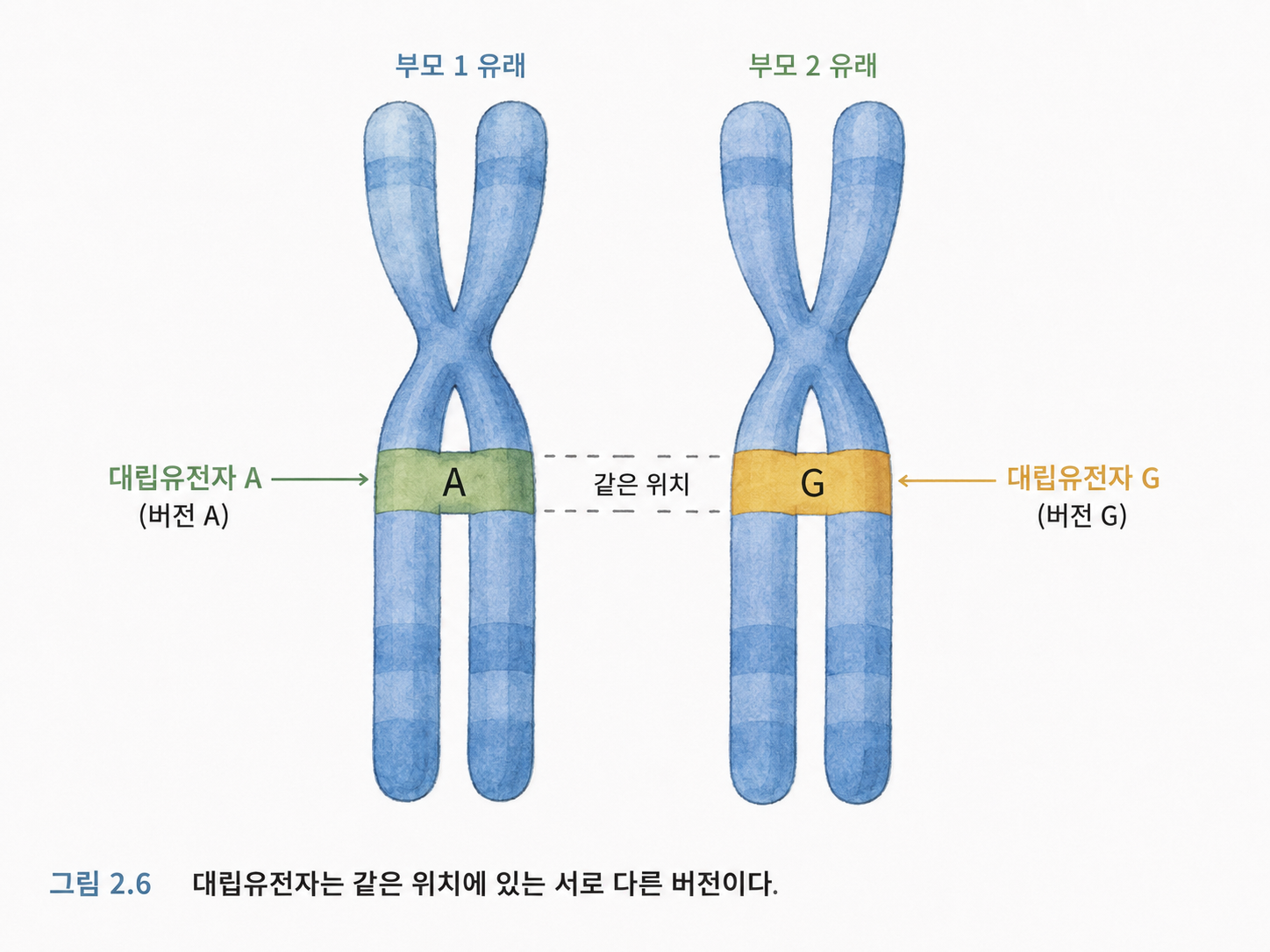 그림 2.6 대립유전자는 같은 위치에 있는 서로 다른 버전이다