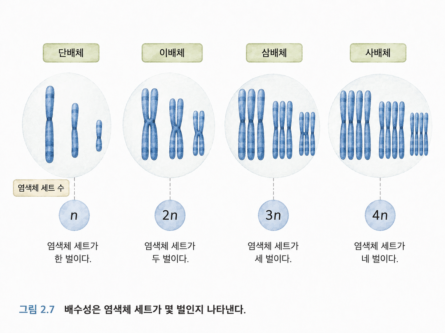 그림 2.7 배수성은 염색체 세트가 몇 벌 있는지를 나타낸다