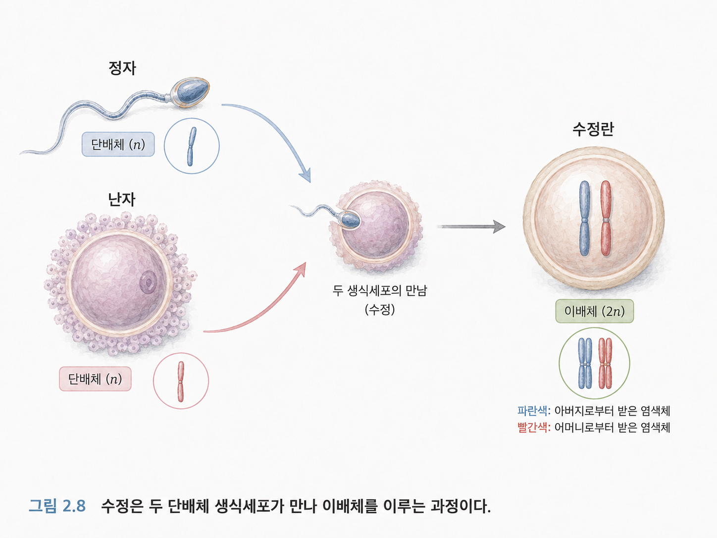 그림 2.8 생식세포는 단배체이고 수정 후 다시 이배체가 된다