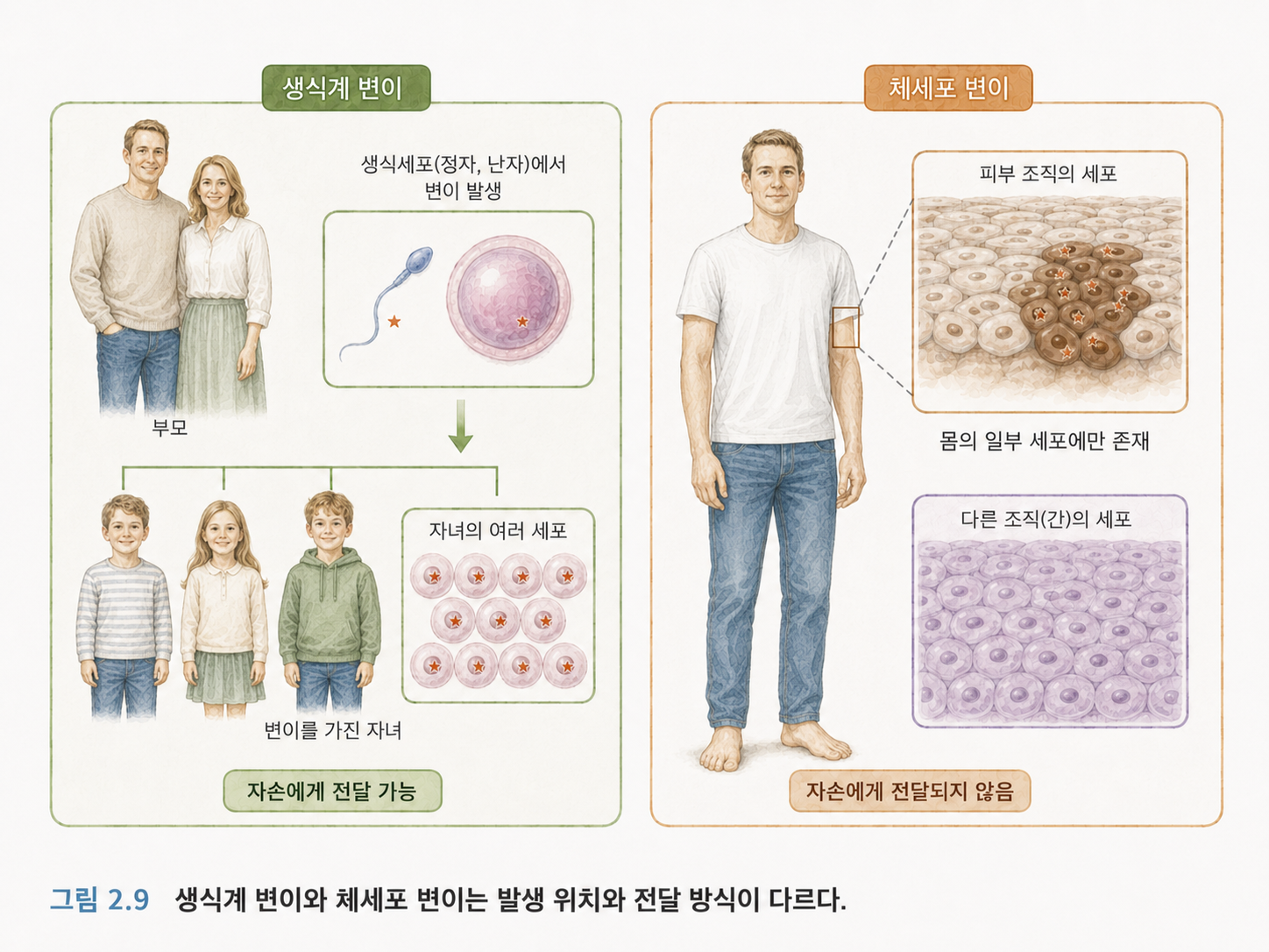 그림 2.9 생식계 변이와 체세포 변이는 발생 위치와 전달 가능성이 다르다