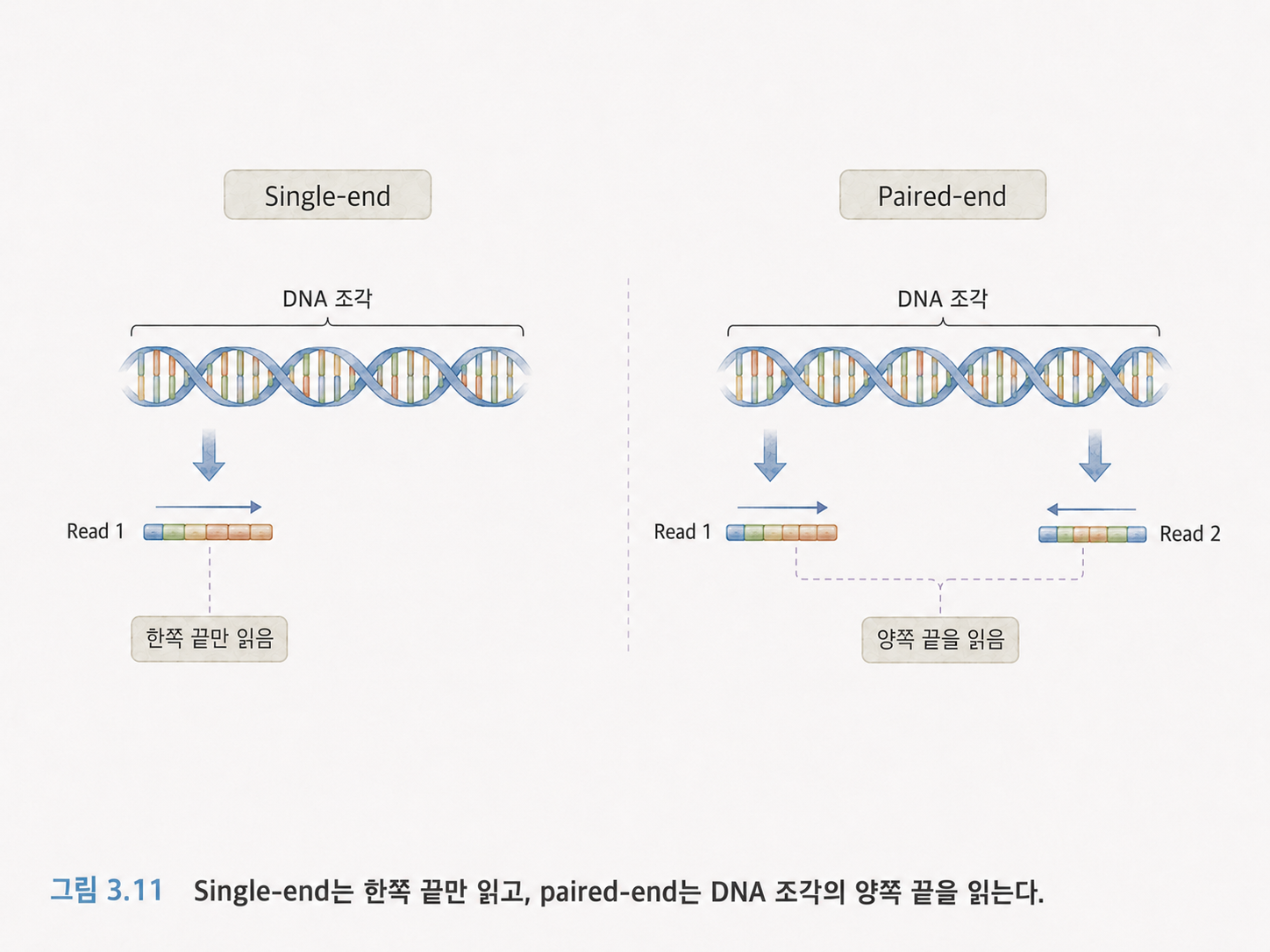 그림 3.11 Single-end는 한쪽 끝만 읽고, paired-end는 DNA 조각의 양쪽 끝을 읽는다.