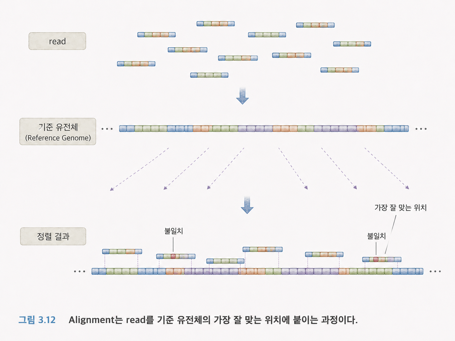 그림 3.12 Alignment는 read를 기준 유전체의 가장 잘 맞는 위치에 붙이는 과정이다.
