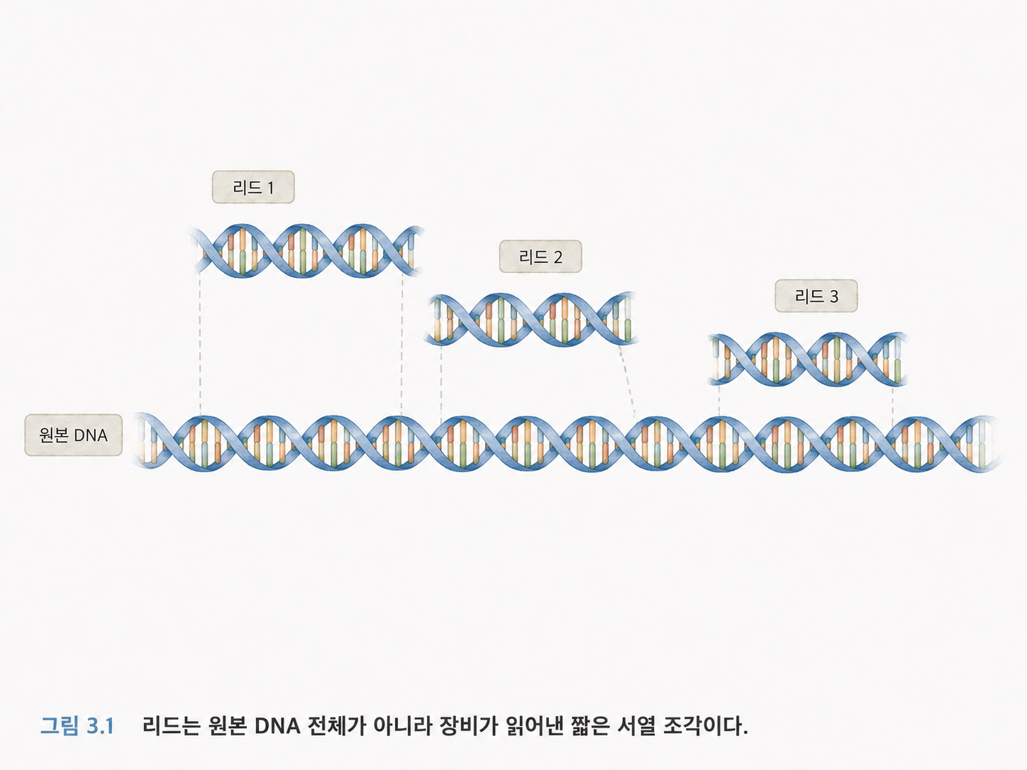 그림 3.1 리드는 원본 DNA 전체가 아니라 장비가 읽어낸 짧은 서열 조각이다