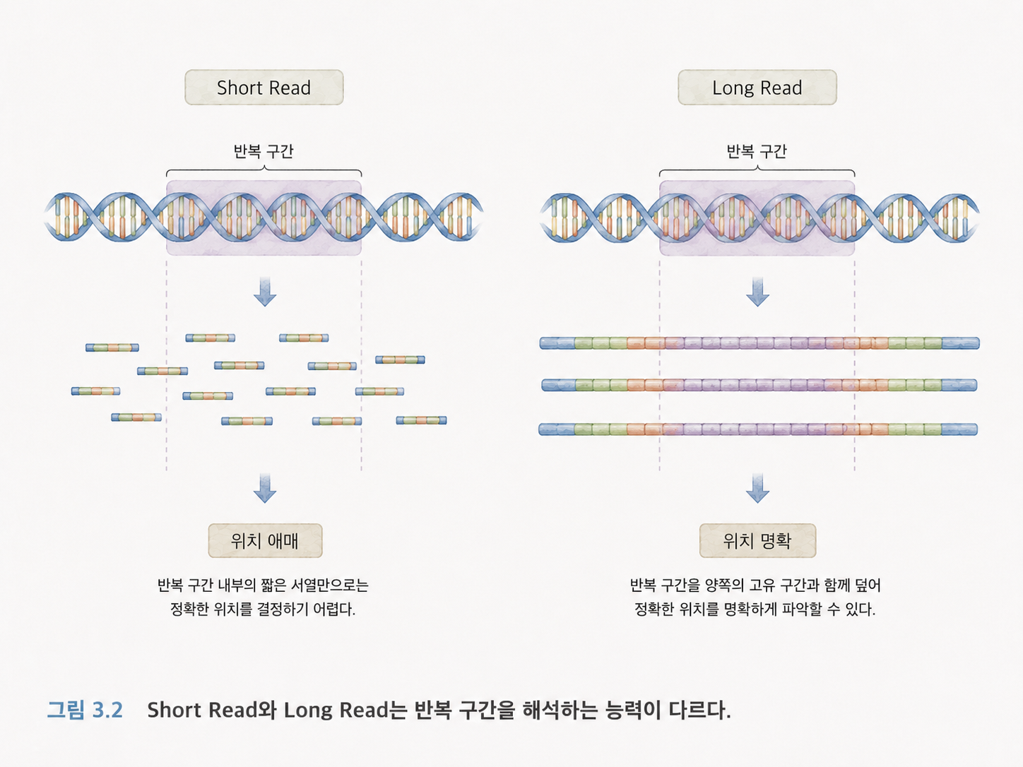그림 3.2 Short Read와 Long Read는 반복 구간을 해석하는 능력이 다르다
