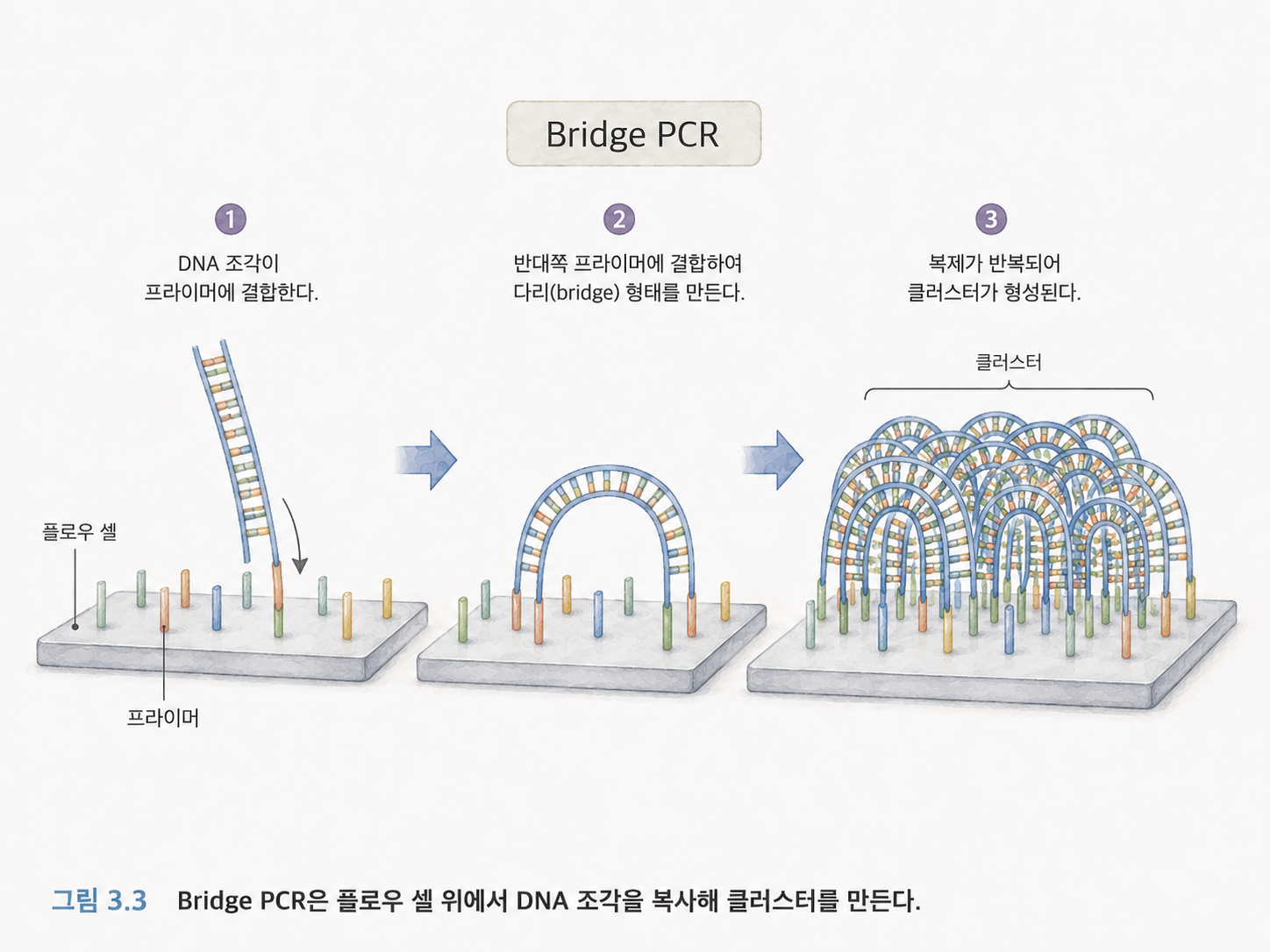 그림 3.3 Bridge PCR은 플로우 셀 위에서 DNA 조각을 복제해 클러스터를 만든다