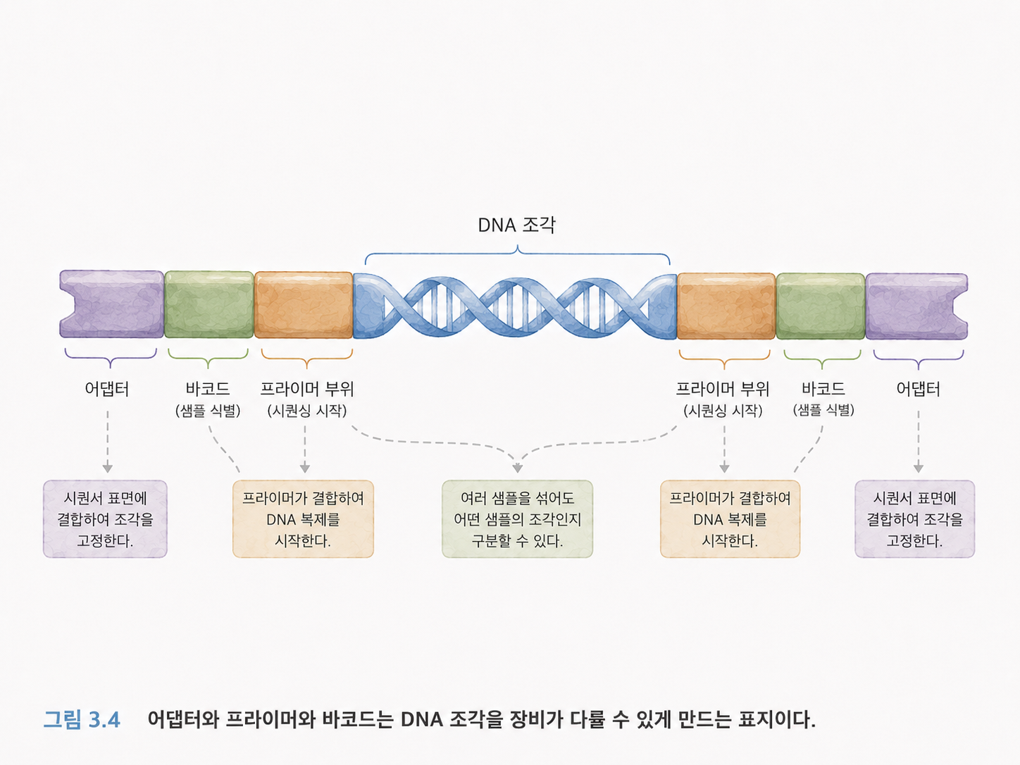 그림 3.4 어댑터와 프라이머는 DNA 조각을 장비가 다룰 수 있게 만드는 표지이다