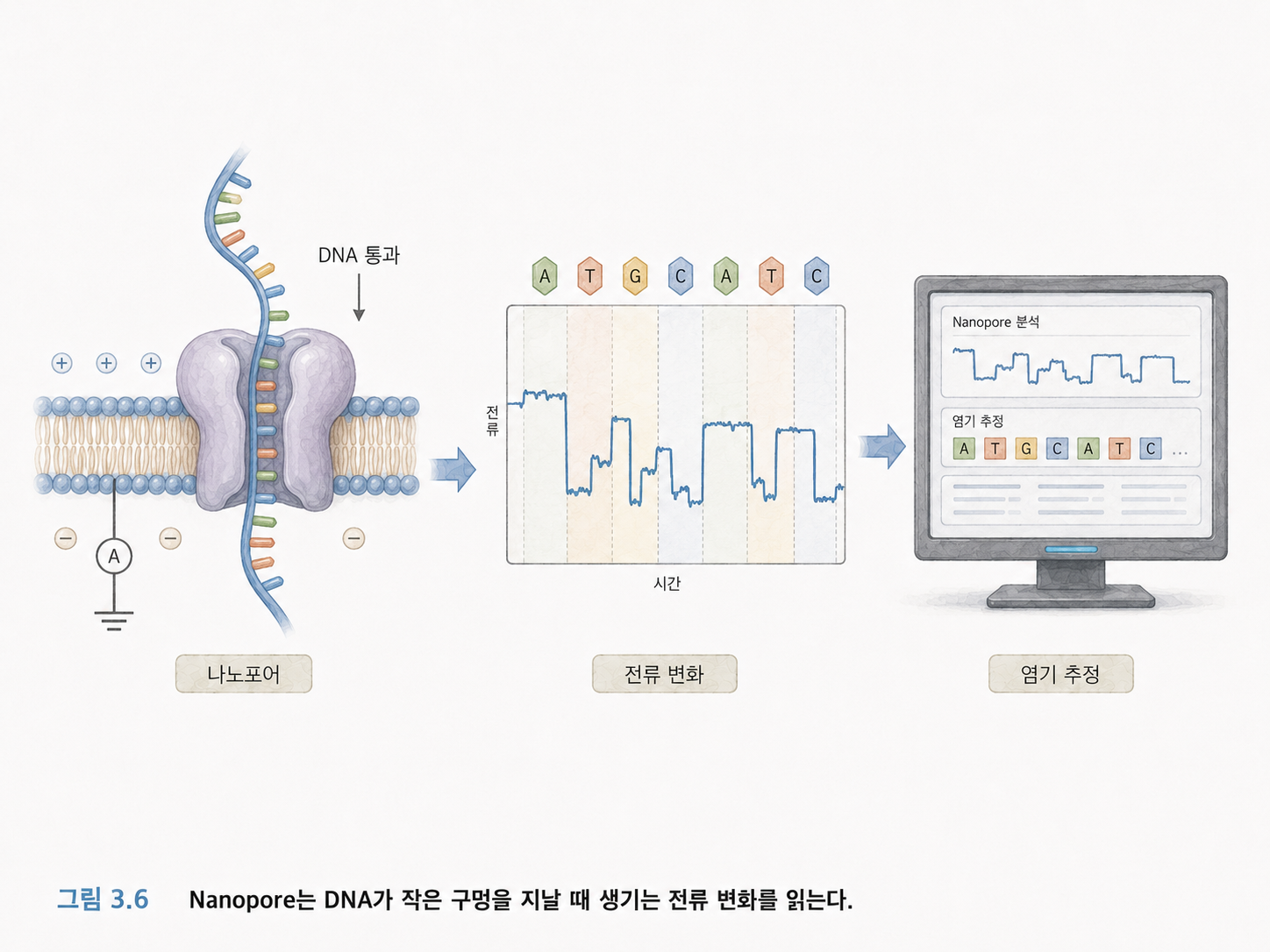 그림 3.6 Nanopore는 DNA가 작은 구멍을 지날 때 생기는 전류 변화를 읽는다