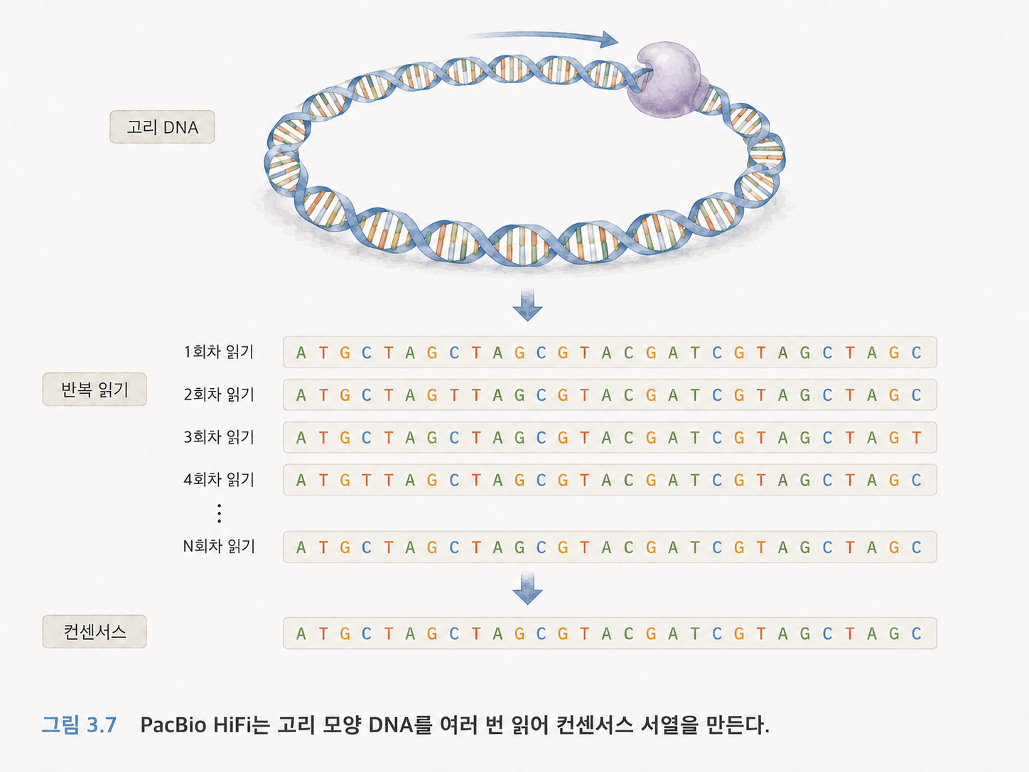 그림 3.7 PacBio HiFi는 긴 고리 모양 DNA를 여러 번 읽어 컨센서스 서열을 만든다