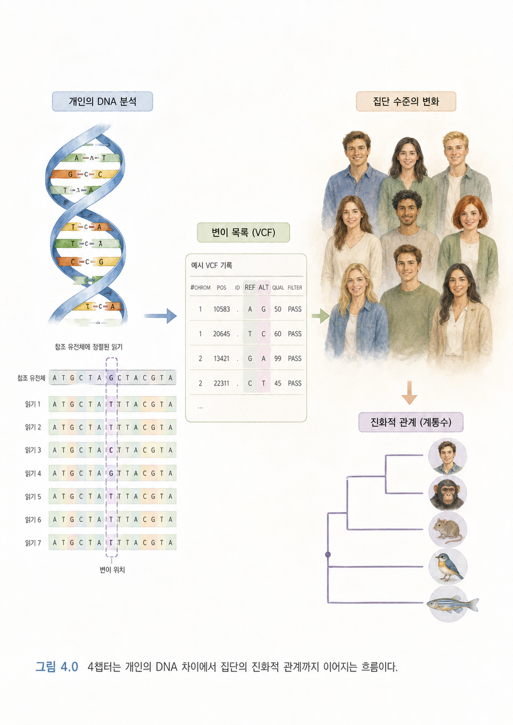 그림 4.0 4챕터는 개인의 DNA 차이에서 집단의 진화적 관계까지 이어지는 흐름이다