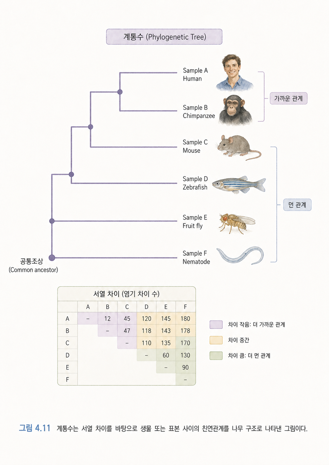 그림 4.11 계통수는 서열 차이를 바탕으로 생물 또는 표본 사이의 친연관계를 나무 구조로 나타낸 그림이다.