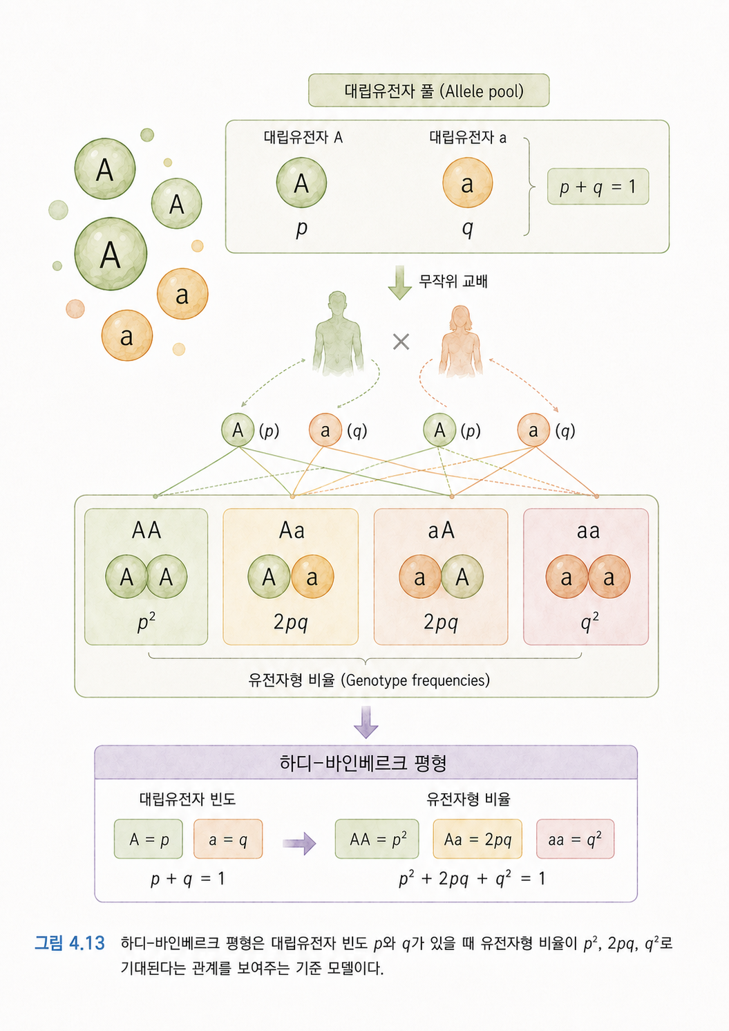 그림 4.13 하디-바인베르크 평형은 대립유전자 빈도 p와 q가 있을 때 유전자형 비율이 p², 2pq, q²로 기대된다는 관계를 보여주는 기준 모델이다.