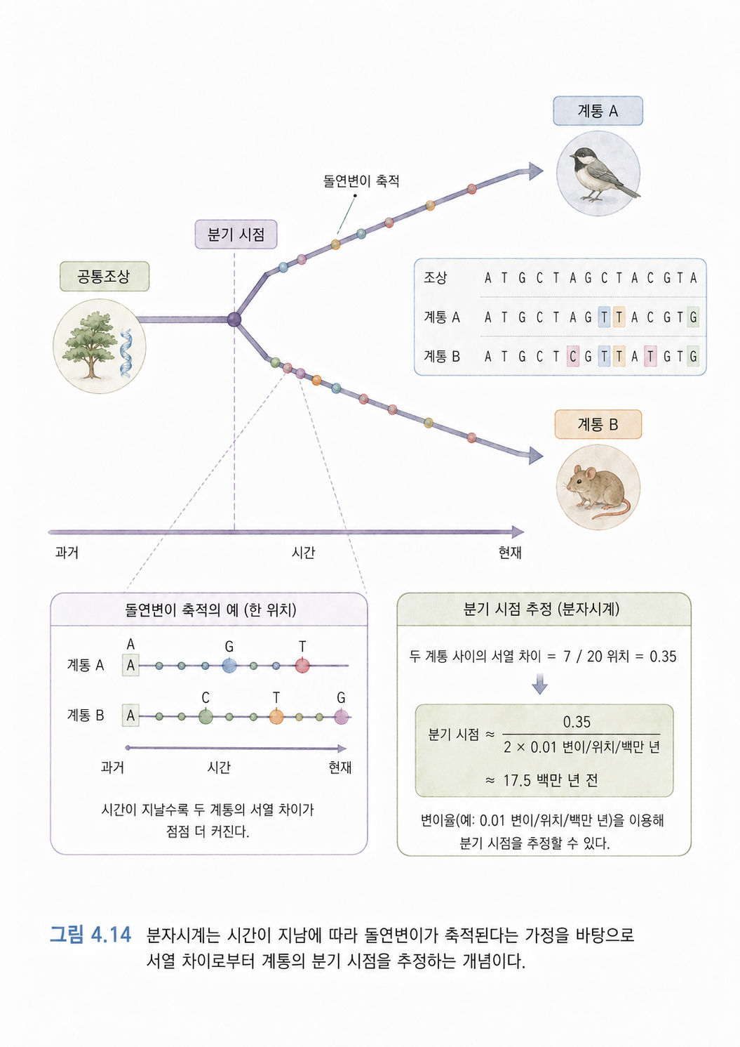 그림 4.14 분자시계는 시간이 지남에 따라 돌연변이가 축적된다는 가정을 바탕으로 서열 차이로부터 계통의 분기 시점을 추정하는 개념이다.