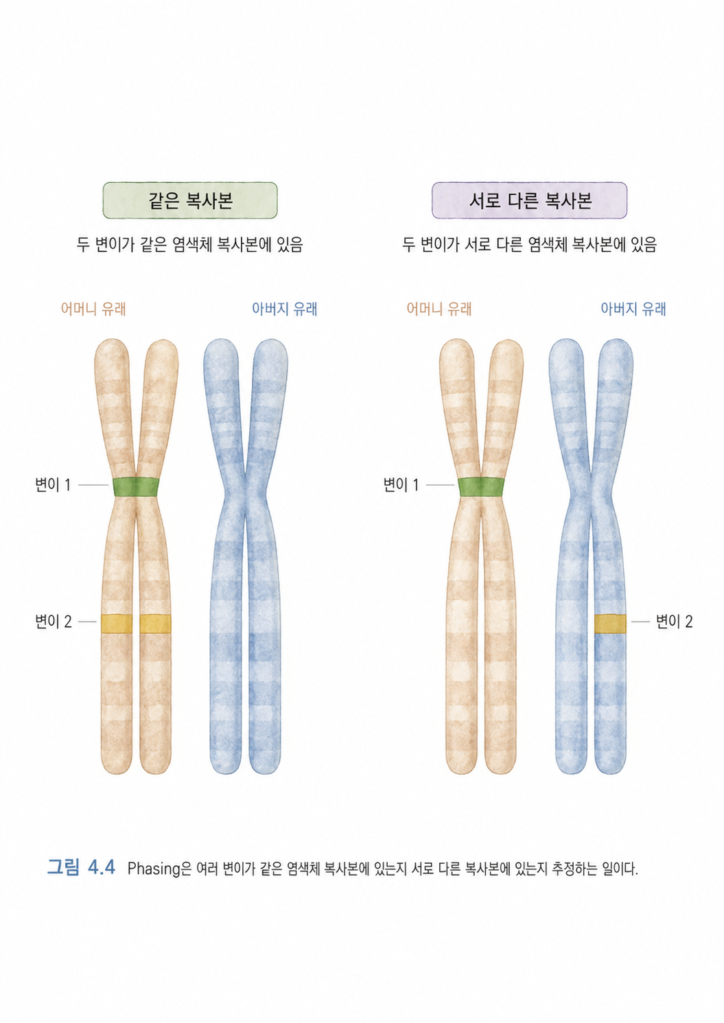 그림 4.4 Phasing은 여러 변이가 같은 염색체 복사본에 있는지 서로 다른 복사본에 있는지 추정하는 일이다