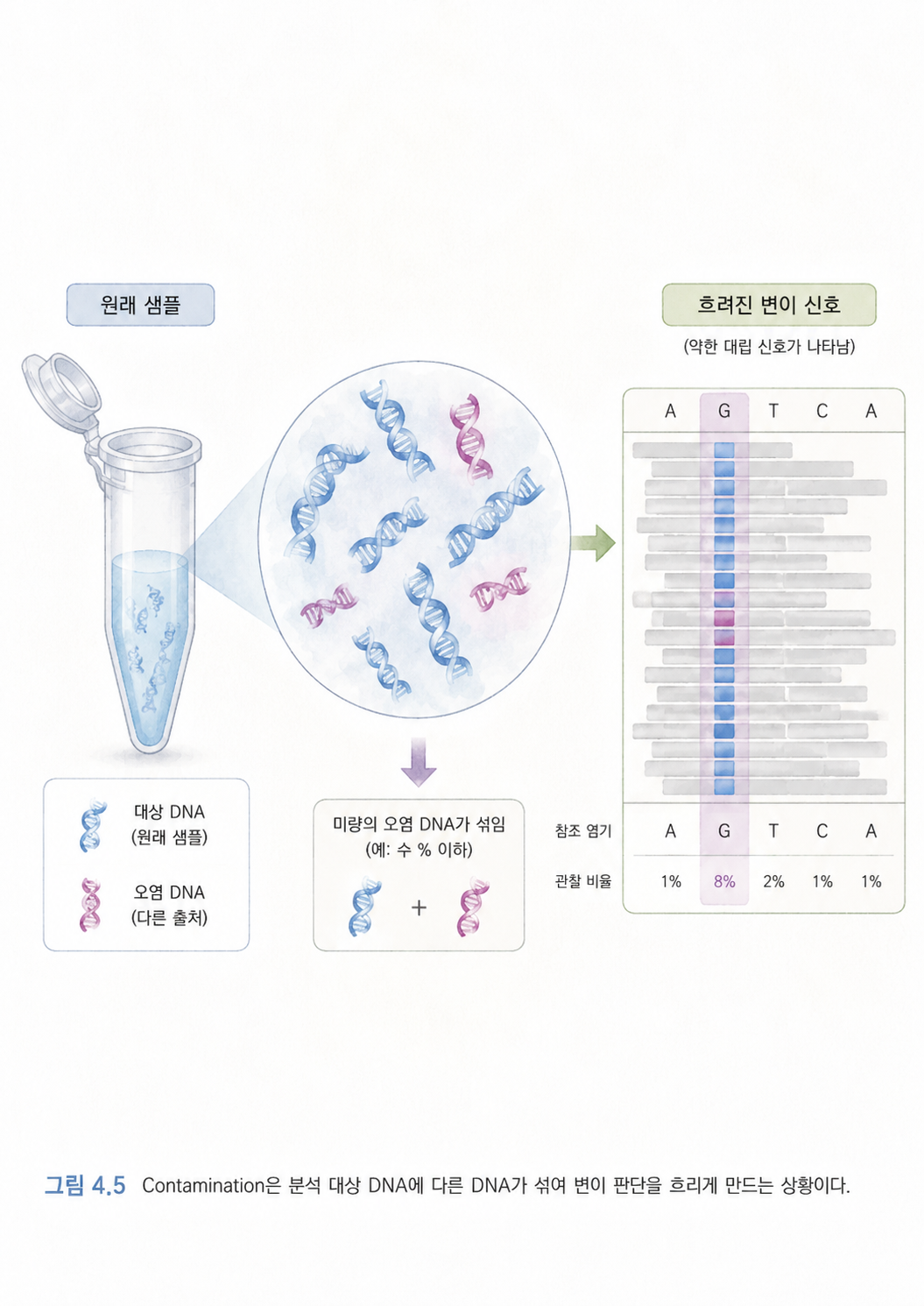 그림 4.5 Contamination은 분석 대상 DNA에 다른 DNA가 섞여 변이 판단을 흐리게 만드는 상황이다