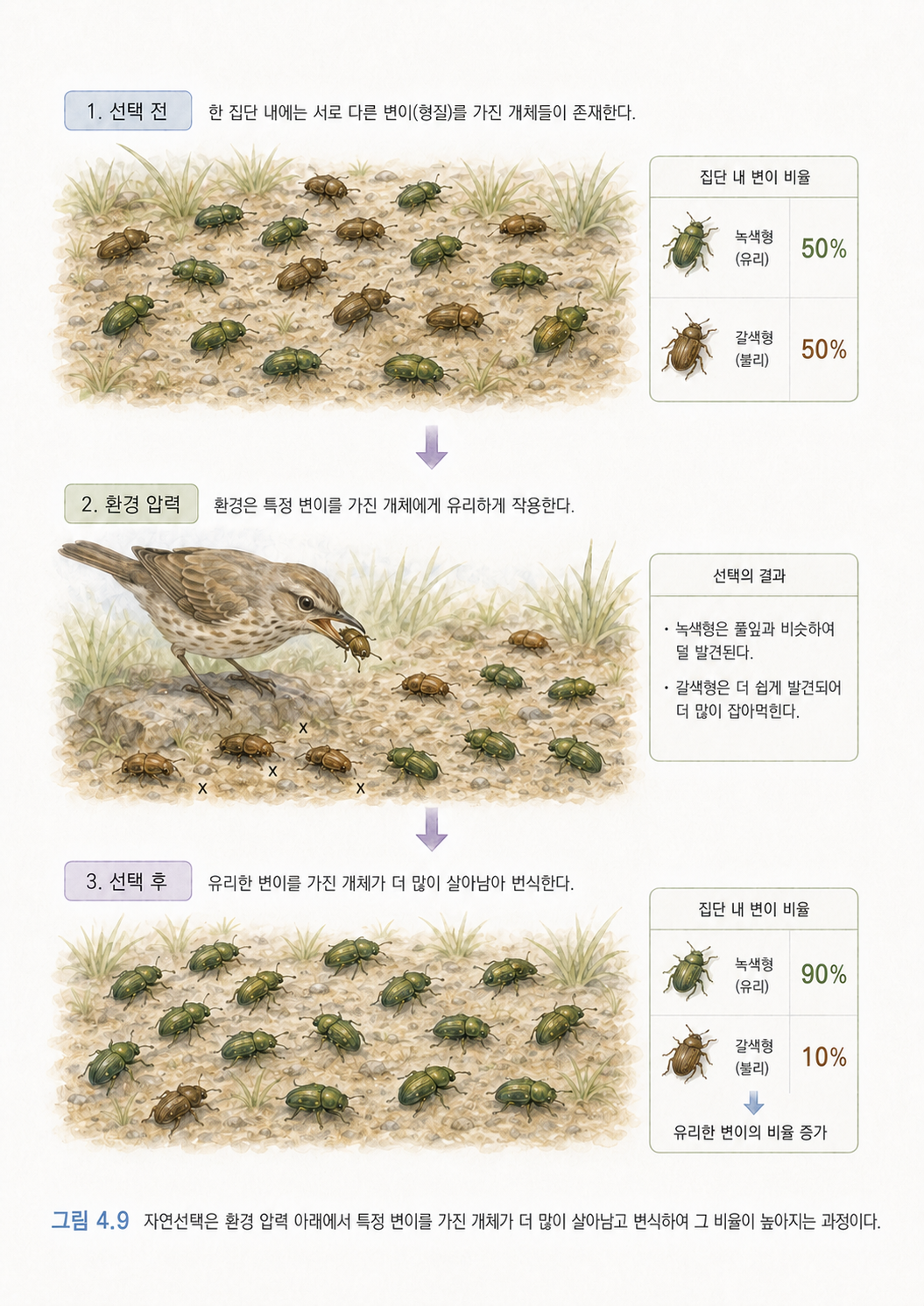 그림 4.9 자연선택은 환경 압력 아래에서 특정 변이를 가진 개체가 더 많이 살아남고 번식해 그 비율이 높아지는 과정이다.