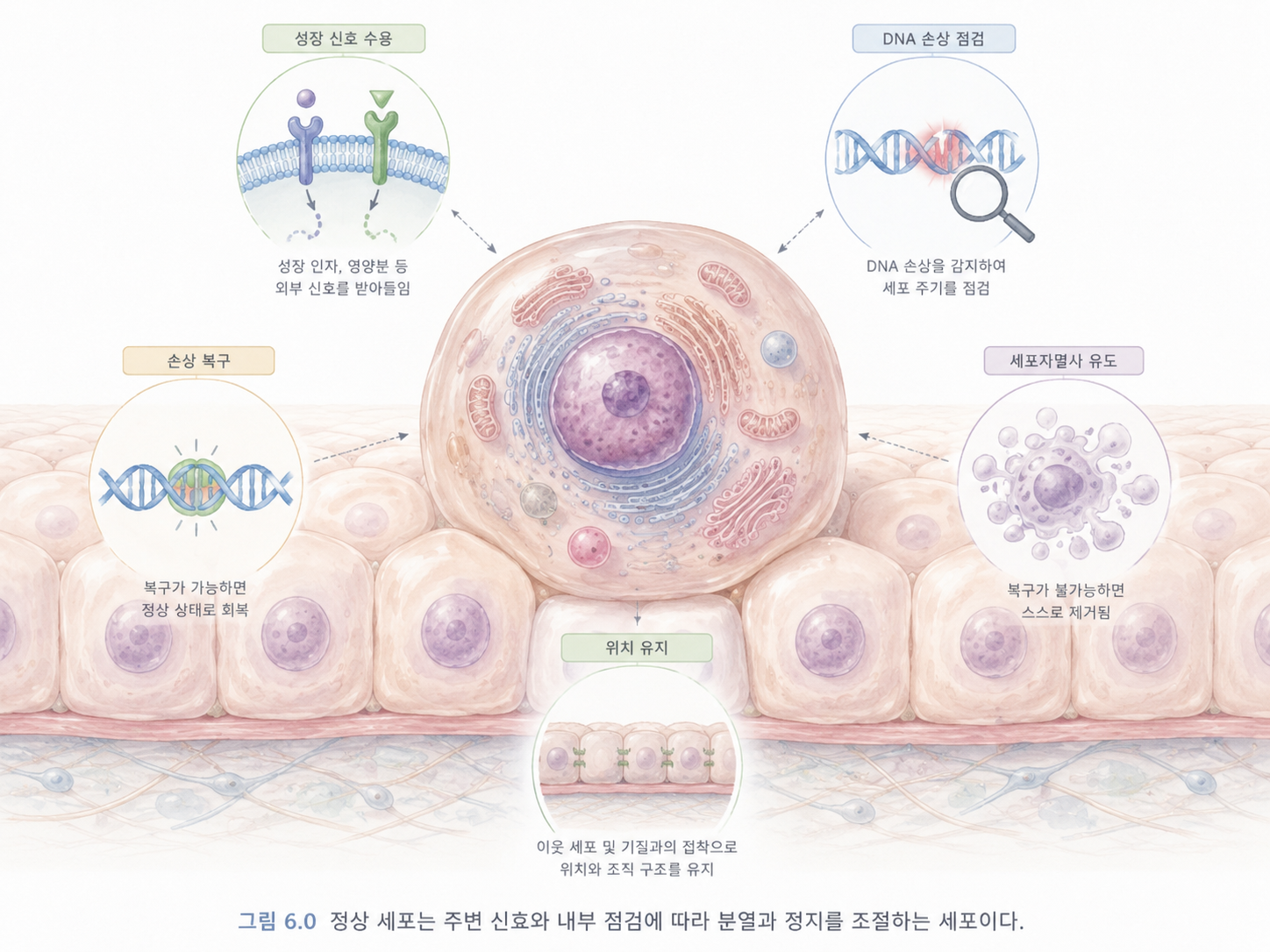 그림 6.0 정상 세포는 주변 신호와 내부 점검에 따라 분열과 정지를 조절하는 세포이다