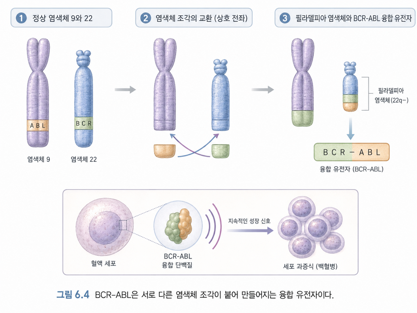 그림 6.4 BCR-ABL은 서로 다른 염색체 조각이 붙어 만들어지는 융합 유전자이다